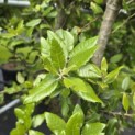 Quercus ilex - 3