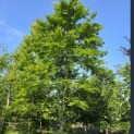 Fagus sylvatica - Foto 4