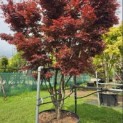 Acer palmatum 'Skeeter's Broom' - 1