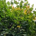 #751 Tilia Platyphyllos Großblättrige-einheimische-Sommerlinde