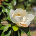 Magnolia grandiflora 'Goliath' - impressie bloei
