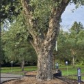 Quercus Suber - Foto 7