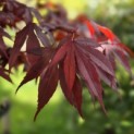 Acer palmatum 'Atropurpureum' - 5