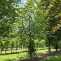 Fagus sylvatica - 4