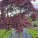 Acer palmatum 'Garnet' - 3