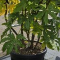 Fatsia Japonica - 3
