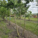 Ginkgo biloba - Foto 1