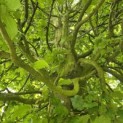 Carpinus betulus Fastigiata - 3