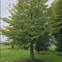Carpinus Betulus - 6