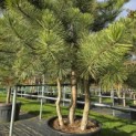Pinus nigra 'Nigra' - 4