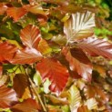 Fagus sylvatica 'Atropunicea' - Foto 3