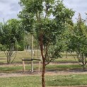 Acer griseum - 1