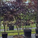 Acer palmatum 'Bloodgood' - Foto 2