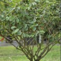 Hamamelis Mollis - 6