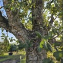 Quercus Suber - 2