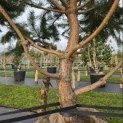 Pinus sylvestris - 1