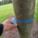 Platanus x hispanica 'Alphen's Globe' - 4