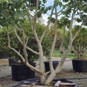 Parrotia persica - Foto 6
