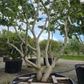 Parrotia persica - Foto 5