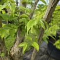 Heptacodium miconioides - Foto 2