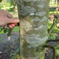 fagus sylvatica - 1