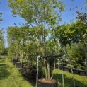 Amelanchier lamarckii - 1