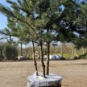 Pinus nigra 'Nigra' - 3