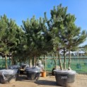 Pinus nigra 'Nigra' - 2