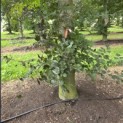 Fagus sylvatica 'Atropunicea' - 1