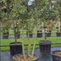 Quercus ilex - 1