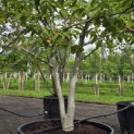 Juglans regia - 1