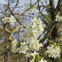 Prunus domestica Hauszwetsche - 3