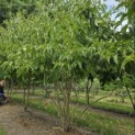 Heptacodium miconioides - 2