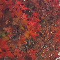 Acer palmatum 'Atropurpureum' - Foto 1