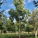 Magnolia acuminata - Foto 6