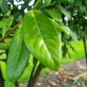 Prunus laurocerasus 'Rotundifolia' - Foto 3