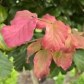 Parrotia persica - 7