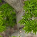 Acer palmatum 'Shishigashira' - 3