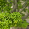 Acer palmatum 'Shishigashira' - 5