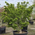 Acer palmatum 'Shishigashira' - 1