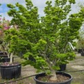 Acer palmatum 'Shishigashira' - 2
