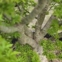 Acer palmatum 'Shishigashira' - 4
