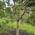 Pinus nigra 'Nigra' - 4