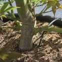 Acer palmatum 'Osakazuki' - Foto 4