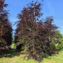 Fagus sylvatica 'Atropunicea' - mei 2026