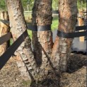 Pinus sylvestris - Foto 6