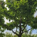 Parrotia persica 'Vanessa' - 7