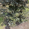 Fagus sylvatica 'Atropunicea' - 3