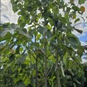 Davidia involucrata 'Sonoma' - 3