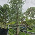 Quercus suber - 1